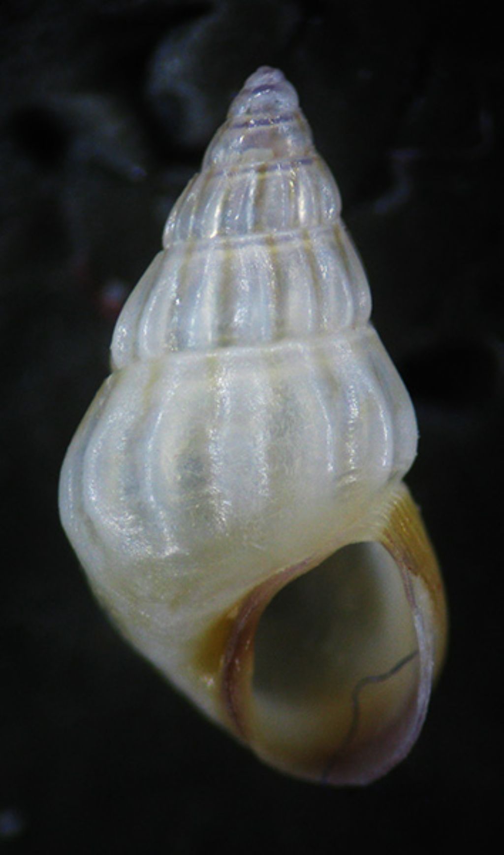 Pusillina